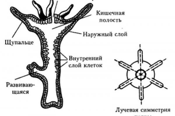 Как войти в кракен